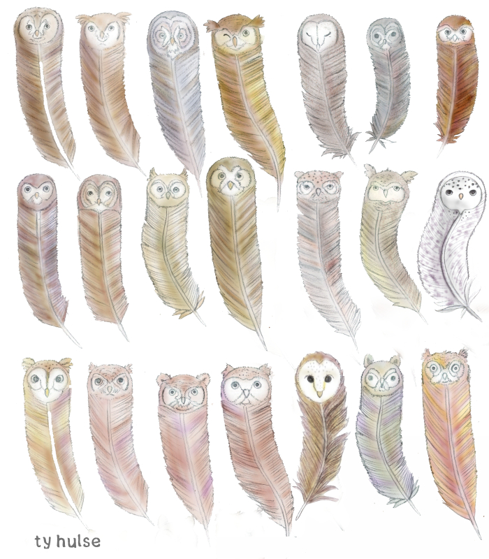 owl feathers, cute owls, owl art, cute art, ty hulse